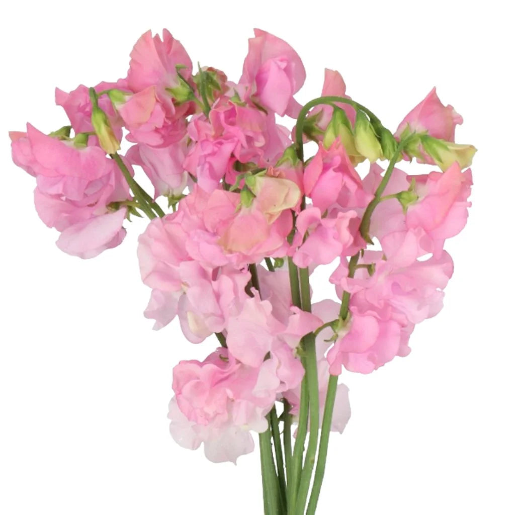 Sweet Peas, 10 stems