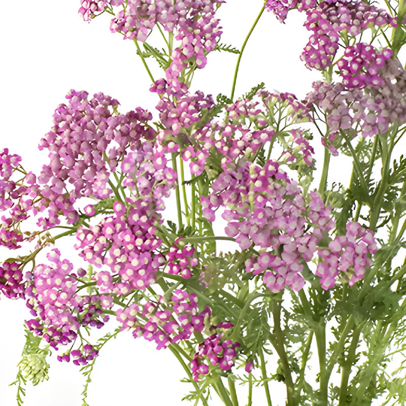 Yarrow Pink, 10 stems