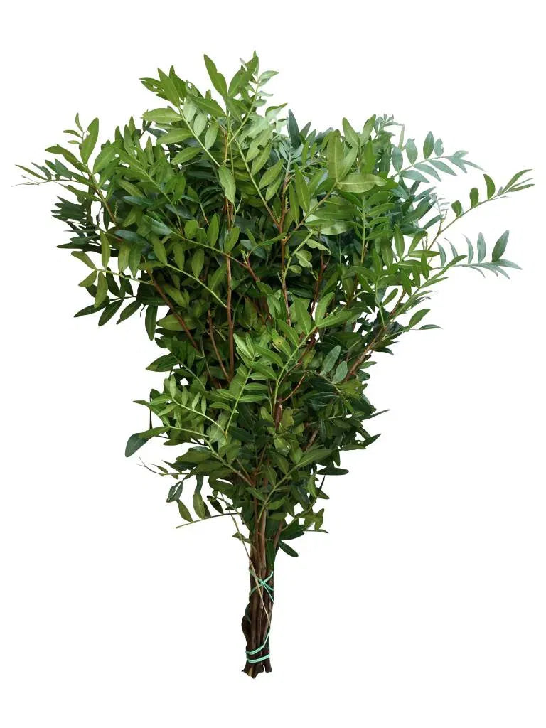 Pistachio Foliage, bunch