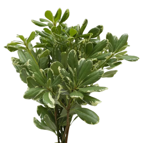 Variegated Pittosporum, Bunch