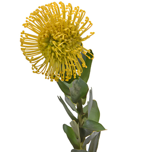 Protea Pincushion, 5 stems - Choose Your Color