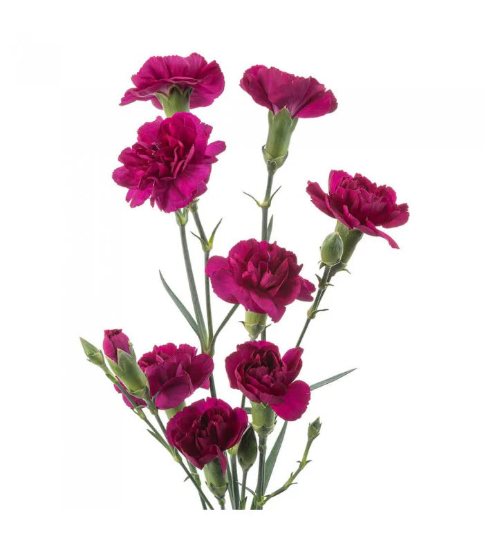 Mini Carnations, 10 stems - Choose Your Color