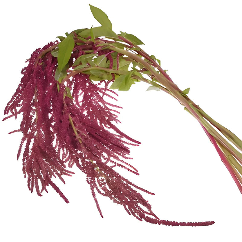 Amaranthus Hanging Red, bunch