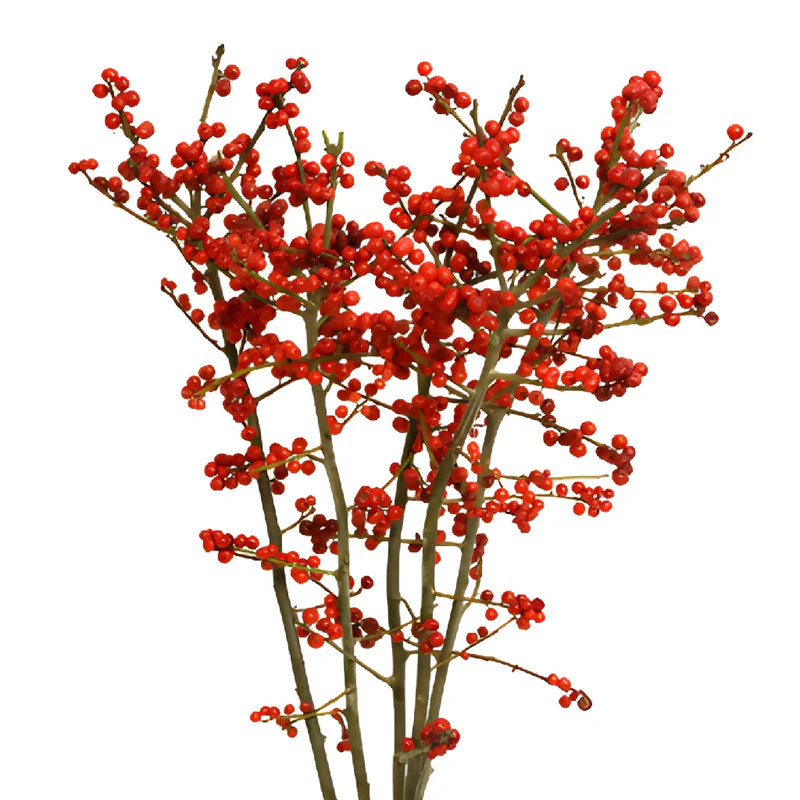 Ilex Red, 10 stems
