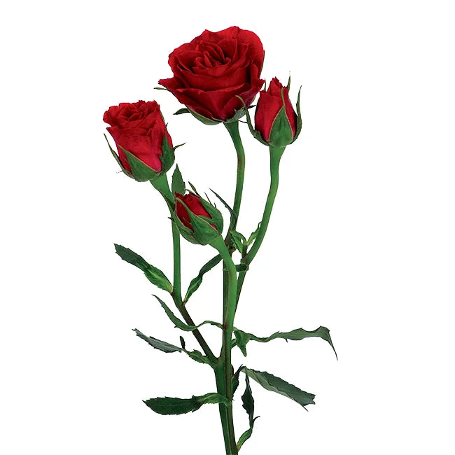 Spray Roses, 10 stems - Choose Your Color