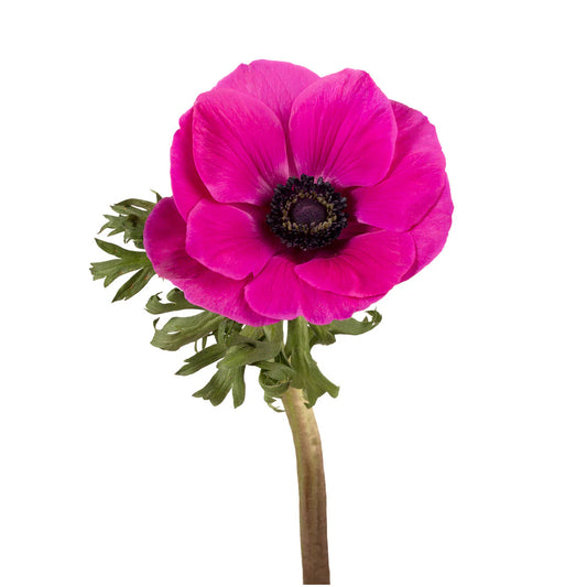 Anemone Hot Pink, 10 stems