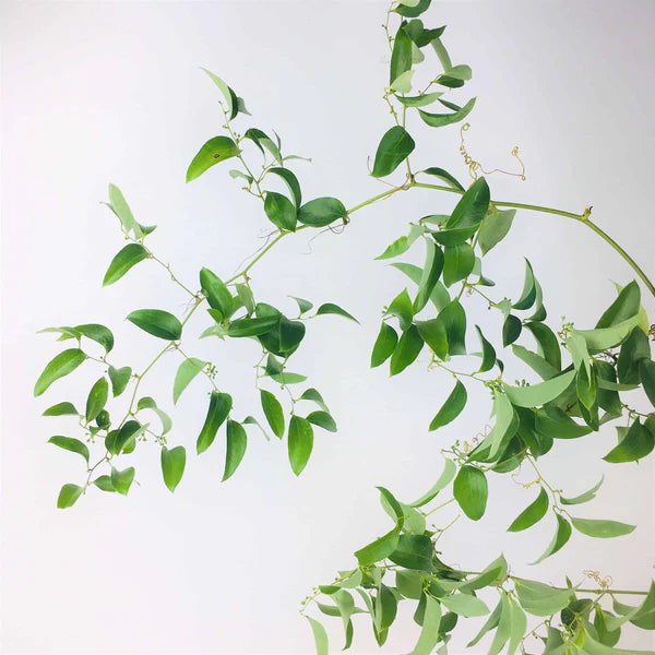 Wild Smilax Vine, 12 Pound Case