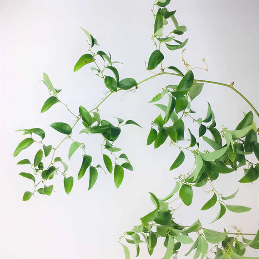 Wild Smilax Vine, 12 Pound Case