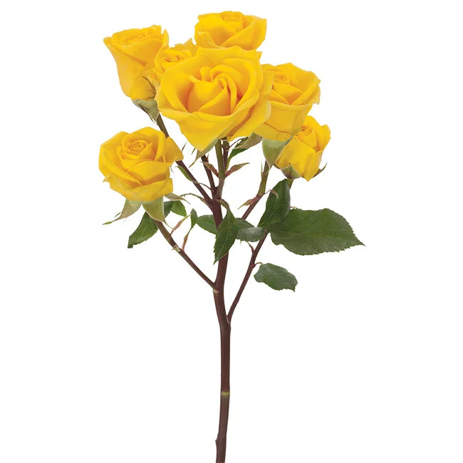 Spray Roses, 10 stems - Choose Your Color