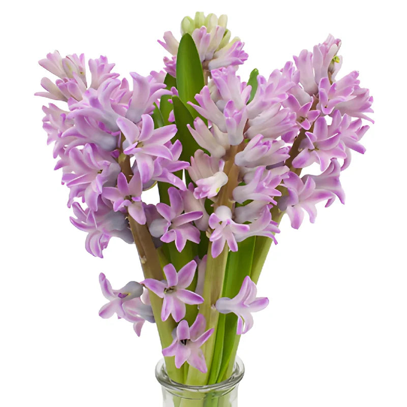 Hyacinth, 10 stems - Choose Your Color