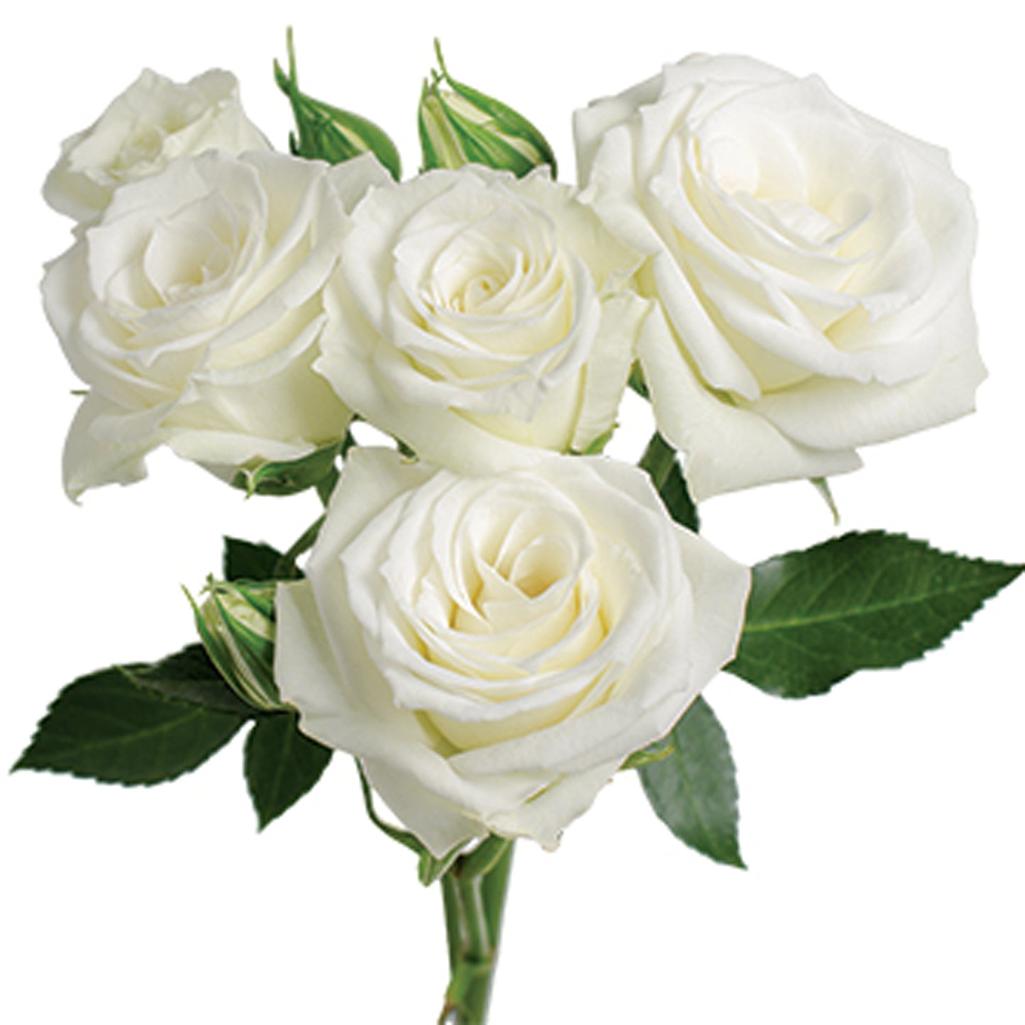 Spray Roses, 10 stems - Choose Your Color