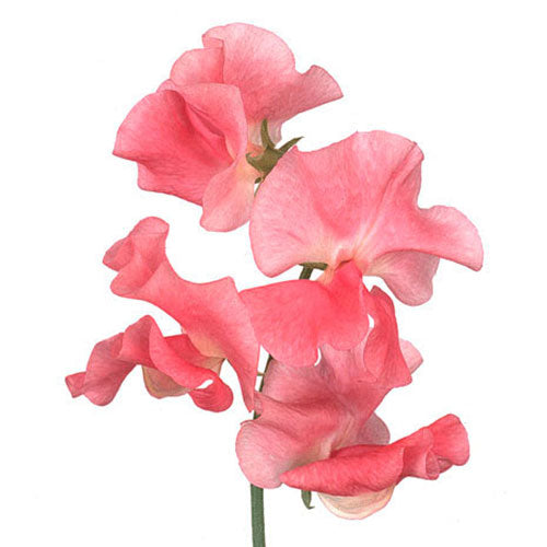 Sweet Peas, 10 stems