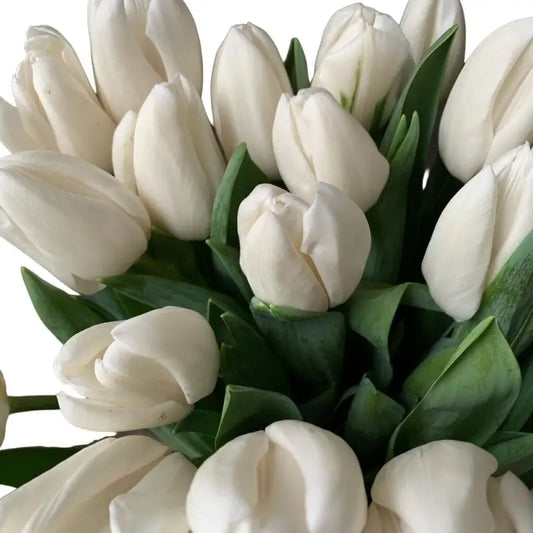 Tulips White, 10 stems (Imported, off-season pricing)
