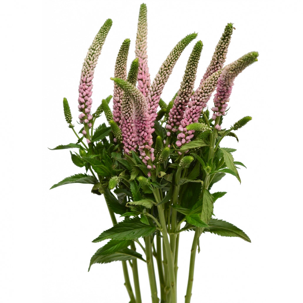 Veronica Light Pink, 10 stems