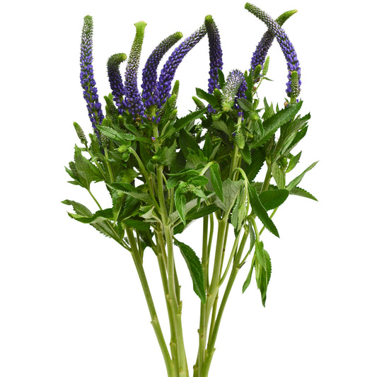 Veronica Blue, 10 stems