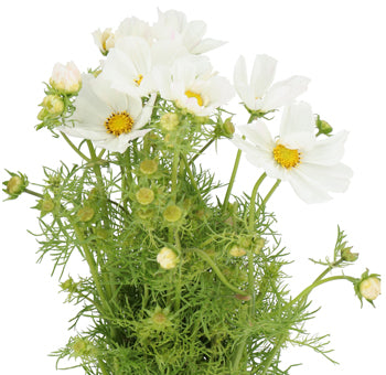 Cosmos, Bunch - Choose Your Color