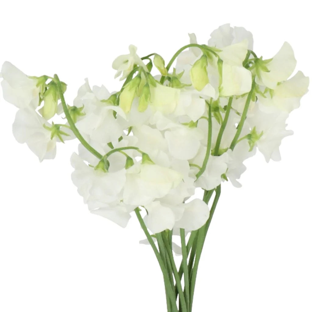 Sweet Peas, 10 stems