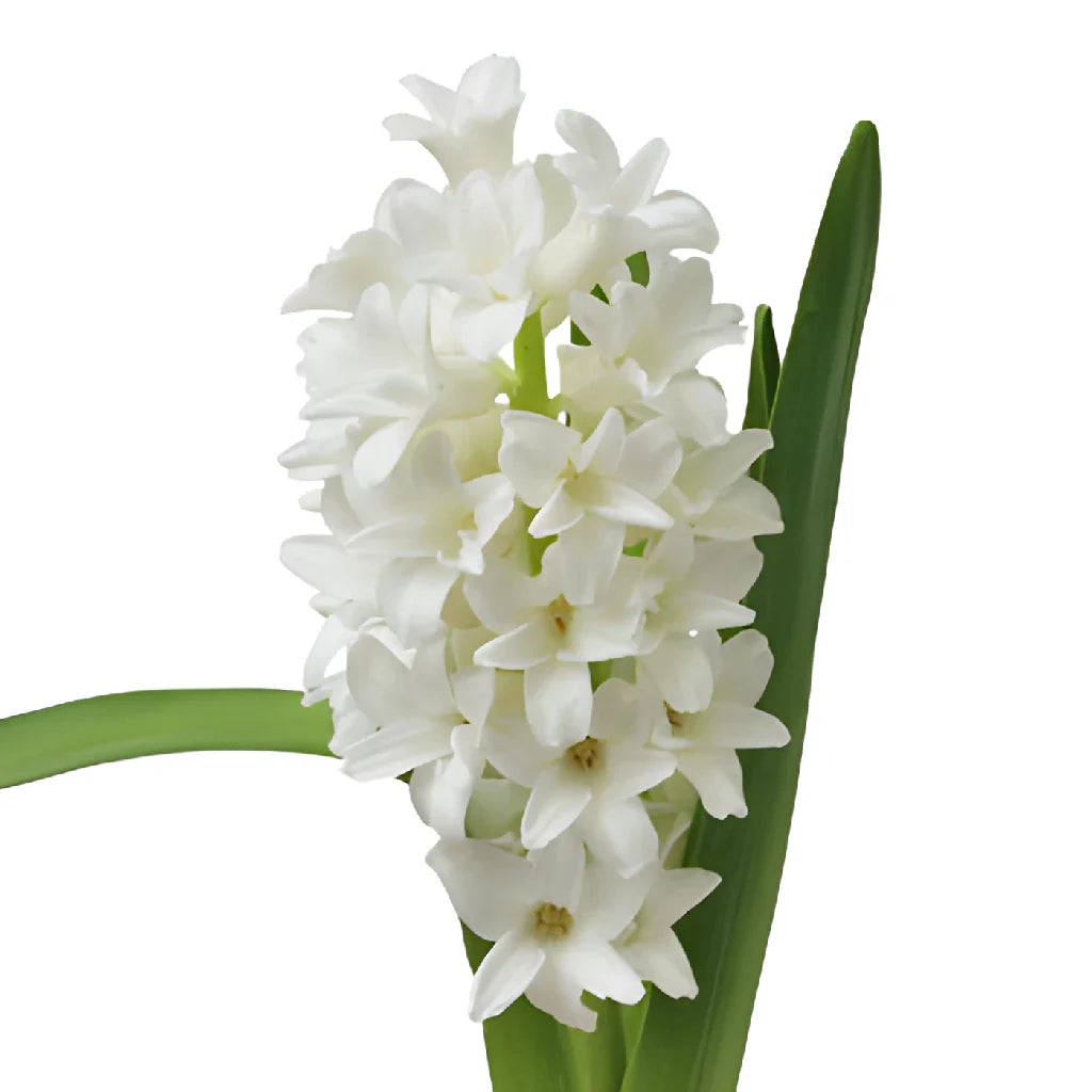 Hyacinth, 10 stems - Choose Your Color