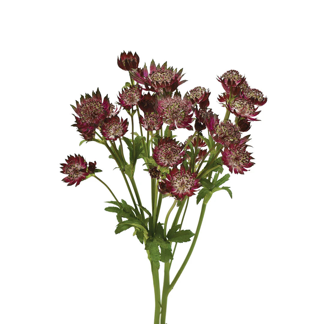 Astrantia Burgundy, 10 stems