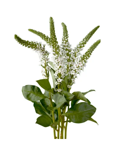 Lysimachia White, 10 stems