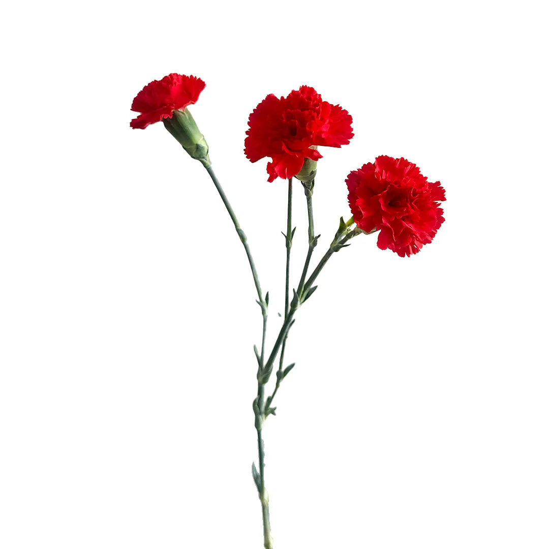 Mini Carnations, 10 stems - Choose Your Color