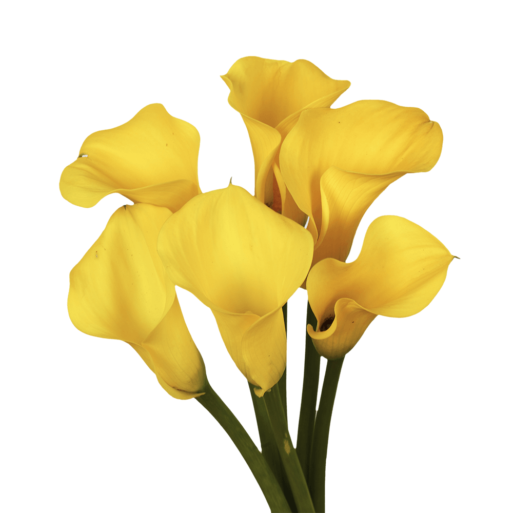 Calla Lily Mini Yellow, 10 stems