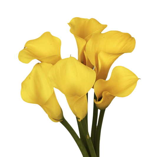 Calla Lily Mini Yellow, 10 stems