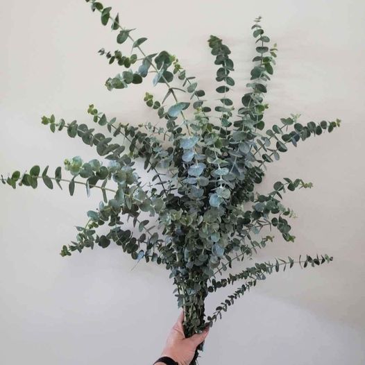 Fresh Baby Eucalyptus Bunch