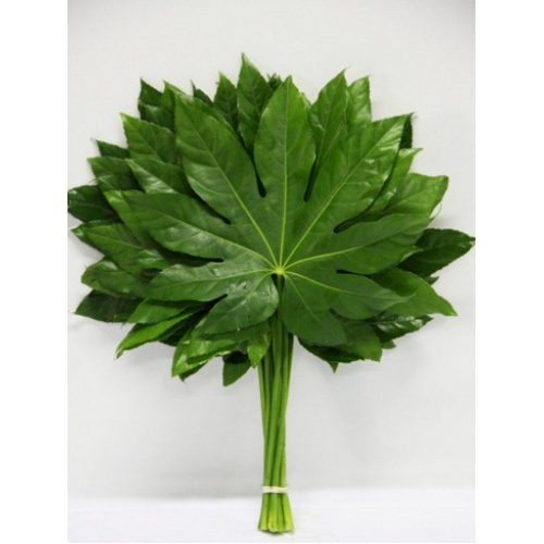 Buy Aralia Leaves 