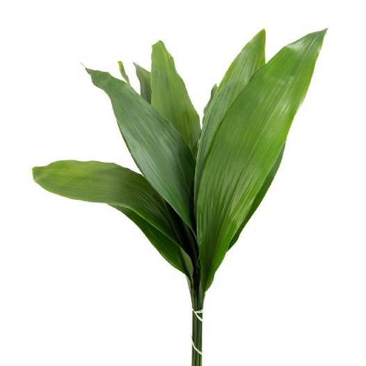 Buy Aspidistra Leaves