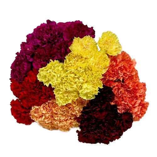 Carnations Stem Bunch