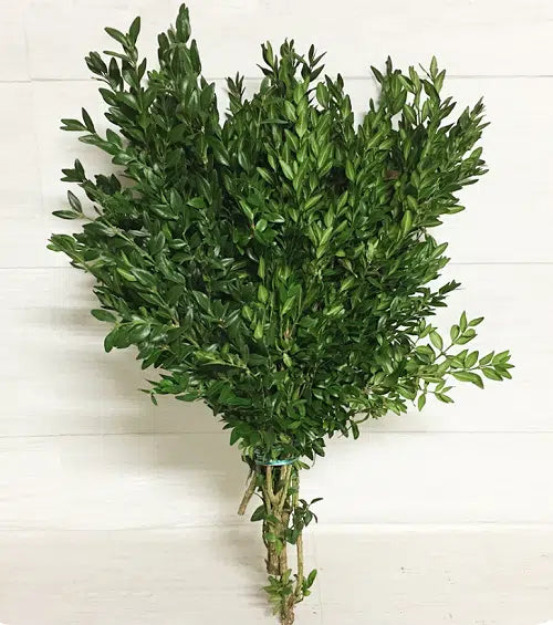 Buy Boxwood Bunch