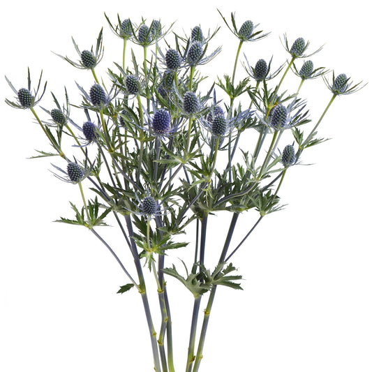 Eryngium Blue Dynamite