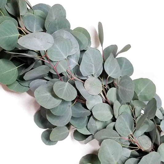 Silver Dollar Eucalyptus Garland