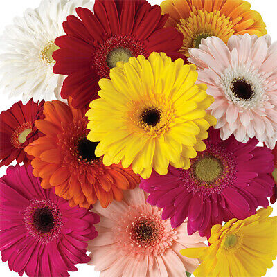 Gerbera Daisy Flower, Flowers, Bulk, Wholesale, DIY, Wedding