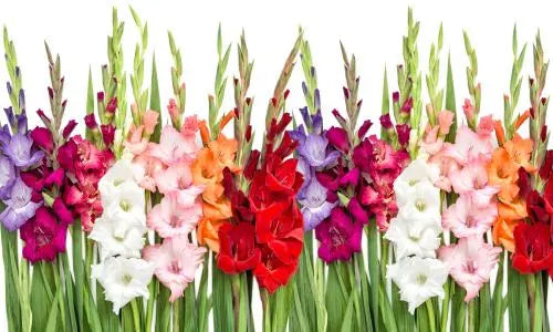 Gladiola flower, Flowers, Bulk, Wholesale, DIY, Wedding