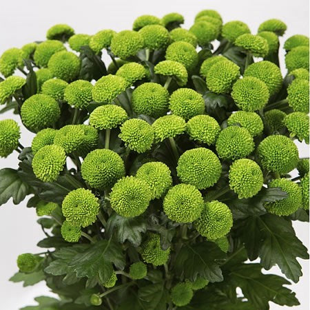 Green Chrysanthemum Button