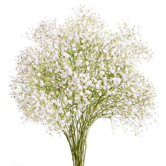 Babys Breath Stems 