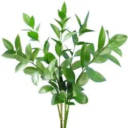 Ruscus Isreali, Greenery and Foliage, flower, Flowers, Bulk, Wholesale, DIY, Wedding