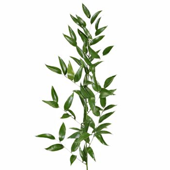 Italian Ruscus, Greenery and Foliage, flower, Flowers, Bulk, Wholesale, DIY, Wedding