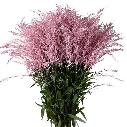 Light Pink Solidago, Flower, Greenery and Foliage, flower, Flowers, Bulk, Wholesale, DIY, Wedding