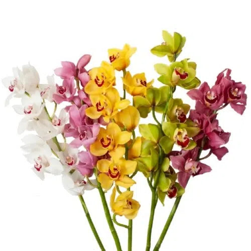 Mini Cymbidium Orchid Tropical Flower, Flowers, Bulk, Wholesale, DIY, Wedding