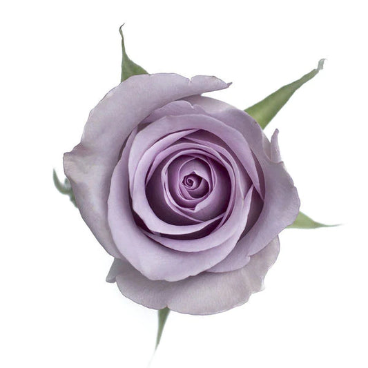 Lavender, Light Purple Rose, Roses, flower, Flowers, Bulk, Wholesale, DIY, Wedding