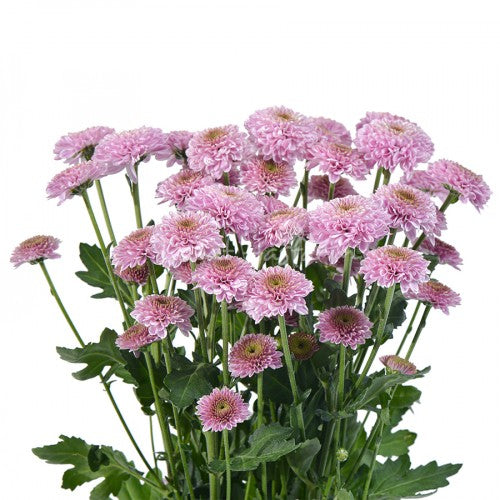 Pink Button Chrysanthemum