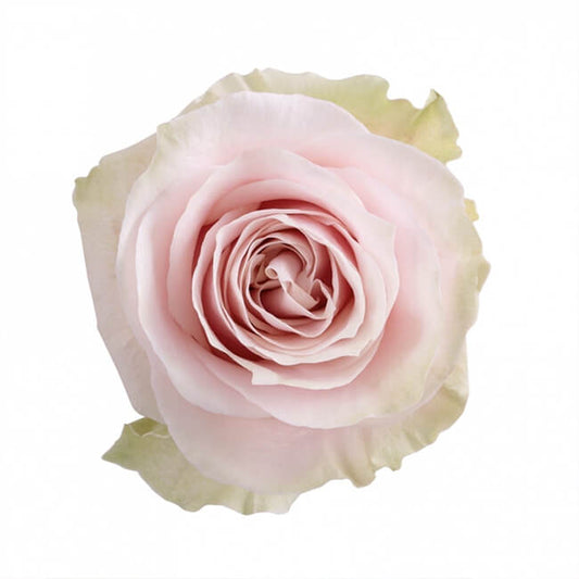 Light Blush Pink Rose, Roses, flower, Flowers, Bulk, Wholesale, DIY, Wedding