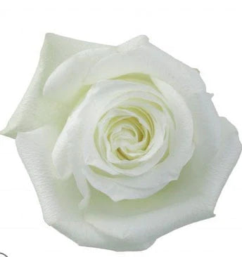 White Rose, Roses, flower, Flowers, Bulk, Wholesale, DIY, Wedding