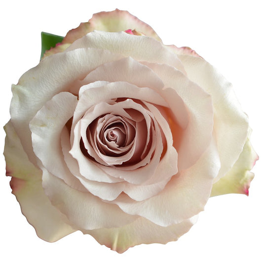 Beige Rose, Sandy Roses, Blush, flower, Flowers, Bulk, Wholesale, DIY, Wedding