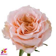 Peach Rose, Roses, flower, Flowers, Bulk, Wholesale, DIY, Wedding