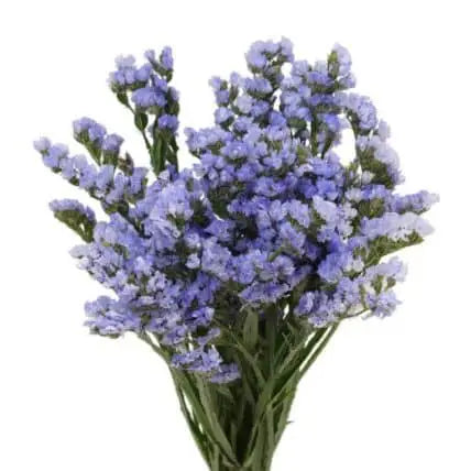 lavender, light purple statice, flower filler, greenery and foliage, Flowers, Bulk, Wholesale, DIY, Wedding