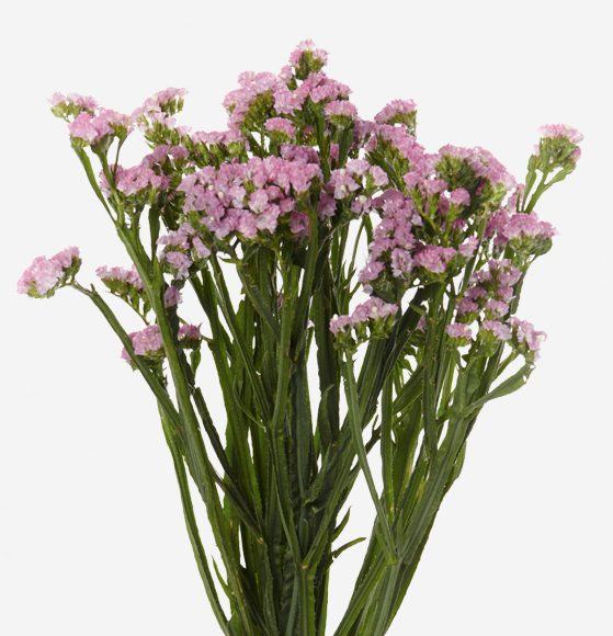 Light Pink Statice flower filler, greenery and foliage, Flowers, Bulk, Wholesale, DIY, Wedding